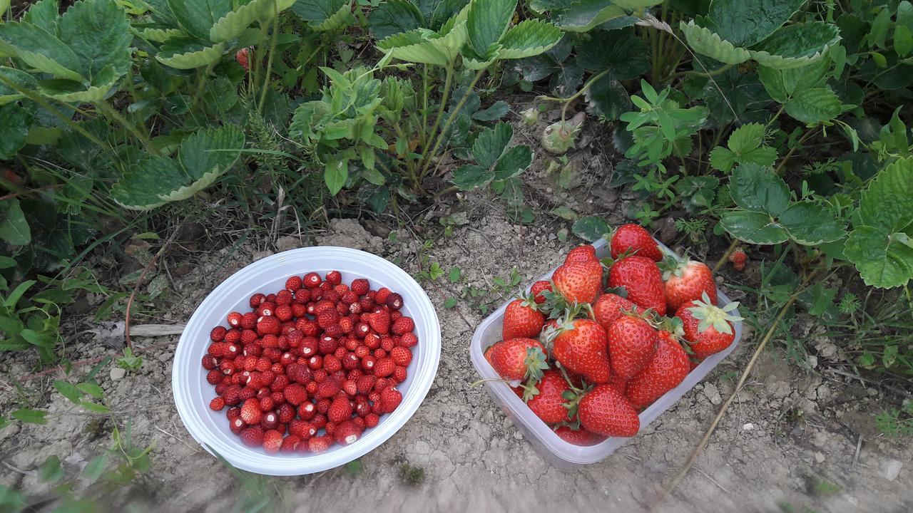 Azienda Agrituristica Colle San Giorgio Кастильоне-Мессер-Раймондо Экстерьер фото