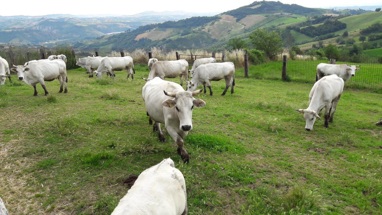Azienda Agrituristica Colle San Giorgio Кастильоне-Мессер-Раймондо Экстерьер фото